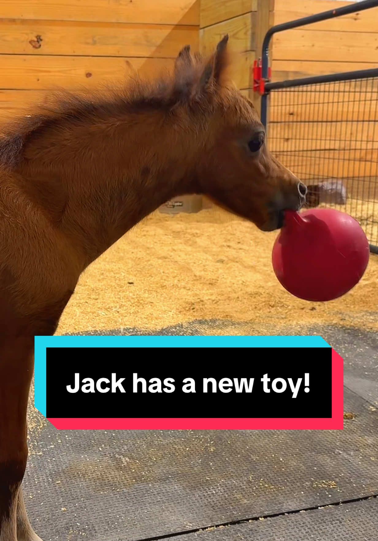 Jack has a new toy👀🔴🐴 #jollyball #funnyhorse #minifoal #foalsoftiktok 
