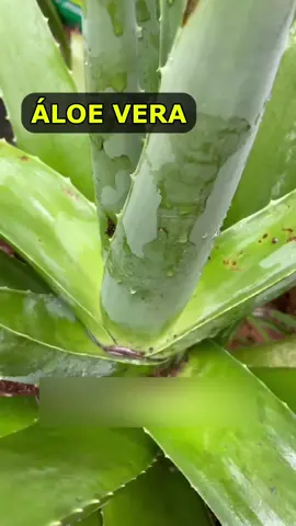 Cómo hacer crema de aloe vera con aloe vera y vaselina. Cómo hacer crema anti-envejecimiento con aloe vera y vaselina. Cómo hacer crema facial de aloe vera #cuidadodelapiel #antienvejecimiento #antirugas #cremadealoevera #cremaantienvejecimiento 