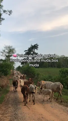 mari kita usahakan itu semua🤲#peternaksapiindonesia🐂 #peternakmuda #peternaksapi #fypシ゚viral #petani 