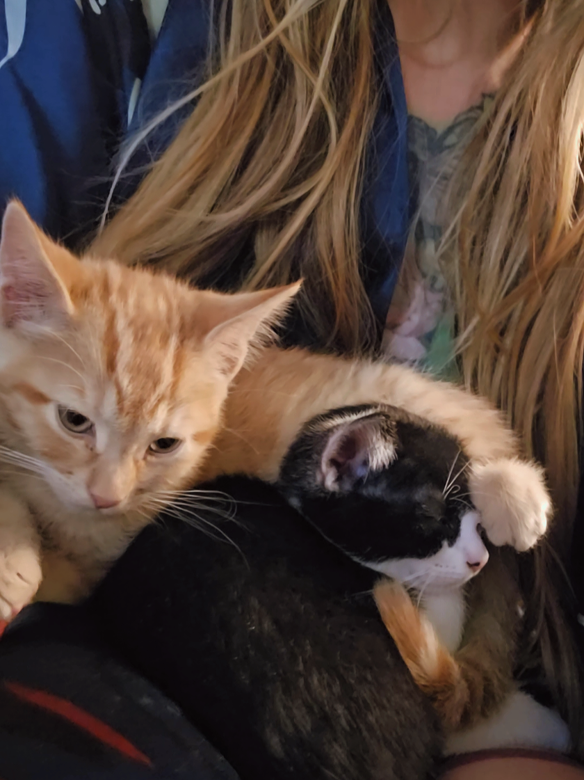 god is so good. I can't believe he made cats. #catsoftiktok #god #praise #adoptdontshop 
