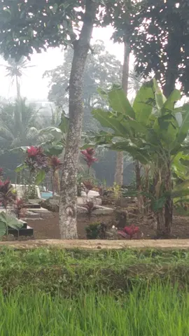 🌴🍀#pagi hari#area pesawahan. pepohonan #dawah pangeling ngeling#lokasi kp. panembong. kec. cianjur. kab. cianjur. jabar. #video tiktok