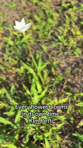 #wildflowers #fyp #trending 