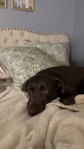 she loves me, trust  #fyp #chocolatelab #bedtime #coco