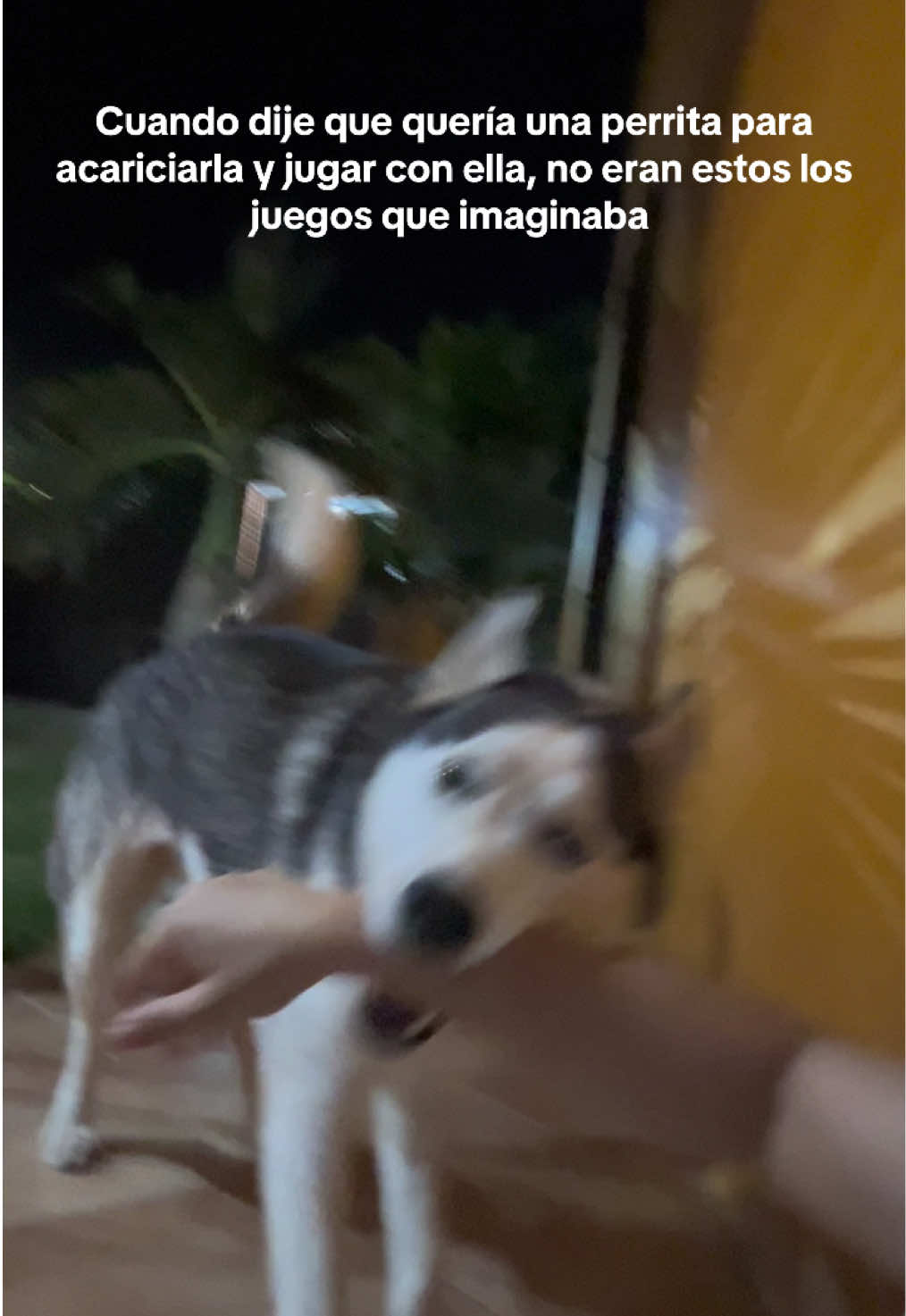 #husky #perros #huskylife #perrostraviesos #mascotas 