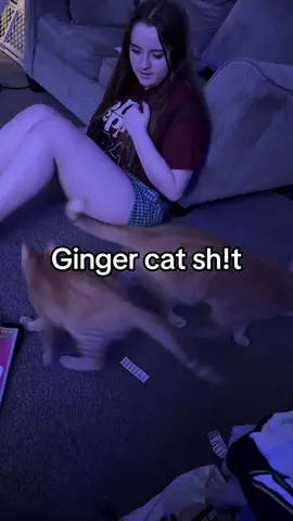 #catsoftiktok #orangecatsoftiktok #cattok #gingercat #catsofinstagram 