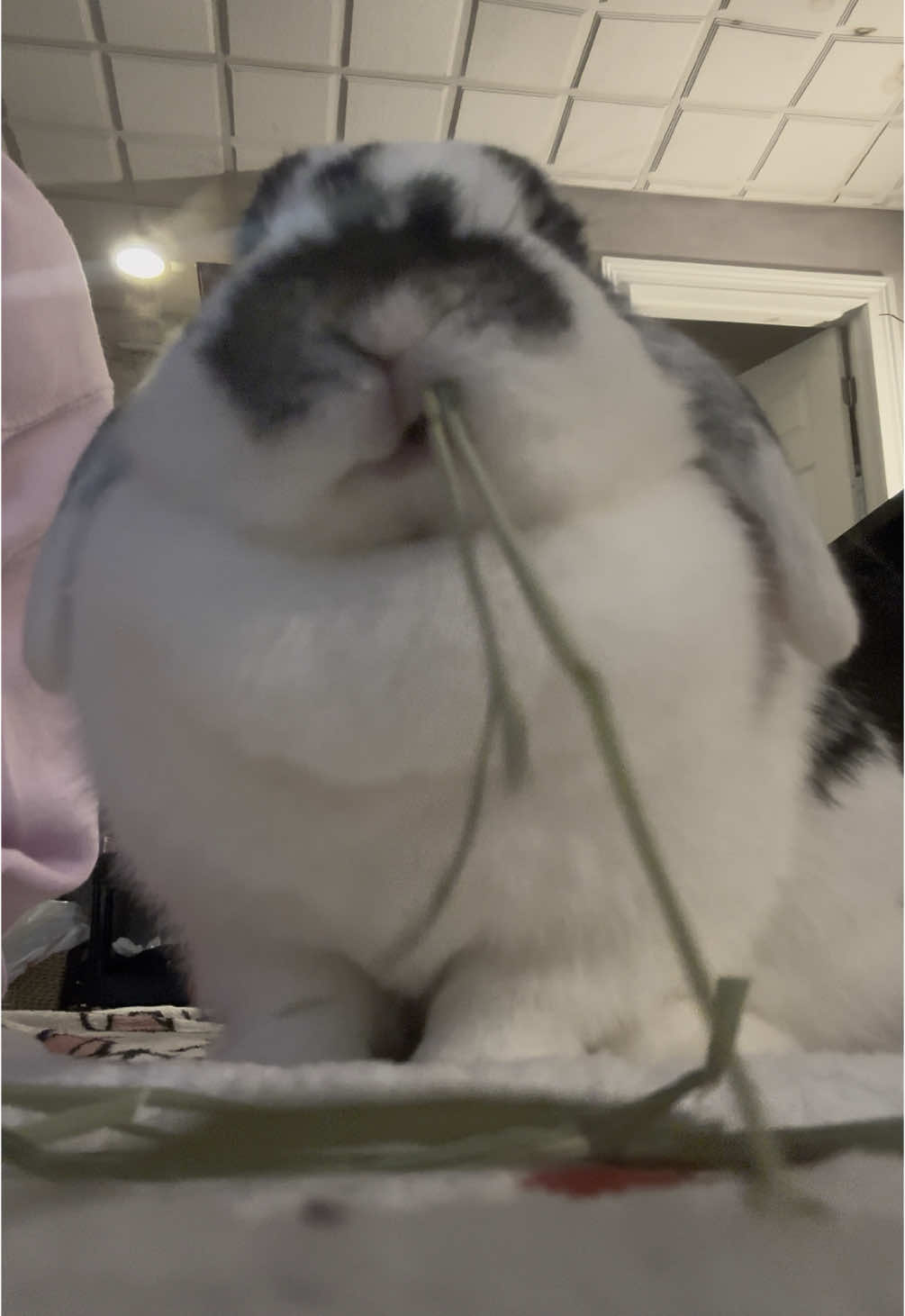 #bunnytok #rabbitsoftiktok #hollandlop #petinfluencer #viral #fyp 