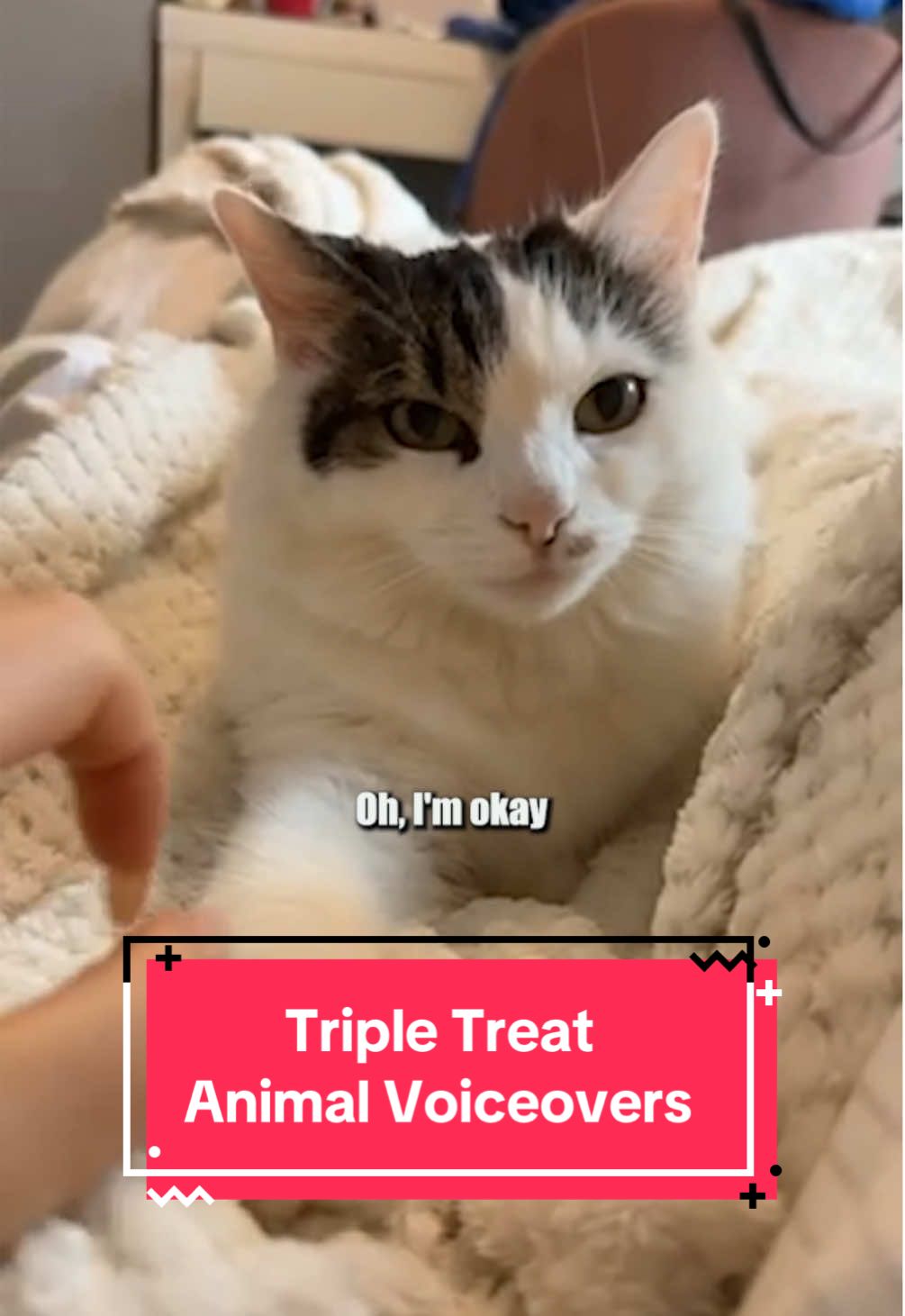 Animal Voiceovers Triple Treat 😅 🎥: website submission from Ray / @Violet the Dalmatian 💜 / @Bellini #animalvoiceover #animalvoiceoverguy #funnyanimals #funny #dustydubs 