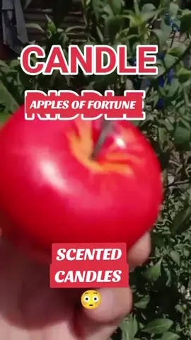 ✨🍎 Apple of Fortune – Known as the symbol of peace, abundance, and prosperity, this apple candle is believed to attract good fortune, wealth opportunities, and harmonious energy into your home or business. In feng shui, the apple also represents safety and lasting luck, making it a powerful charm for those seeking financial growth, love stability, and protection from negativity. Light it with intention, and let its glow invite blessings, success, and fortune into your life. #apple candle #scented candle #christmas candle #fortune candle #meaning of candle #candles for good luck #fengshui meaning of apple candle #big candle #small candle 