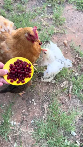 Snack time surprise! 🐔 Mama Pumpkin tries pomegranate for the first time… and her chicks get a taste too! #backyardchickens #chickenlover #cute #chicks #SnackTime          