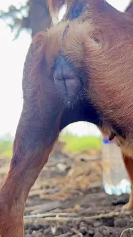 #animalmeeting #viralvideo #unfreezaccoint #1millionviews 