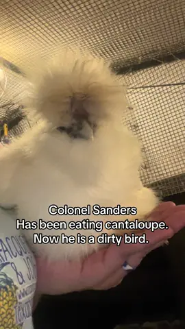 #silkie #chickensoftiktok #rooster #silkiesoftiktok (Breeder credit - Top Hats and Fancy Pants) 