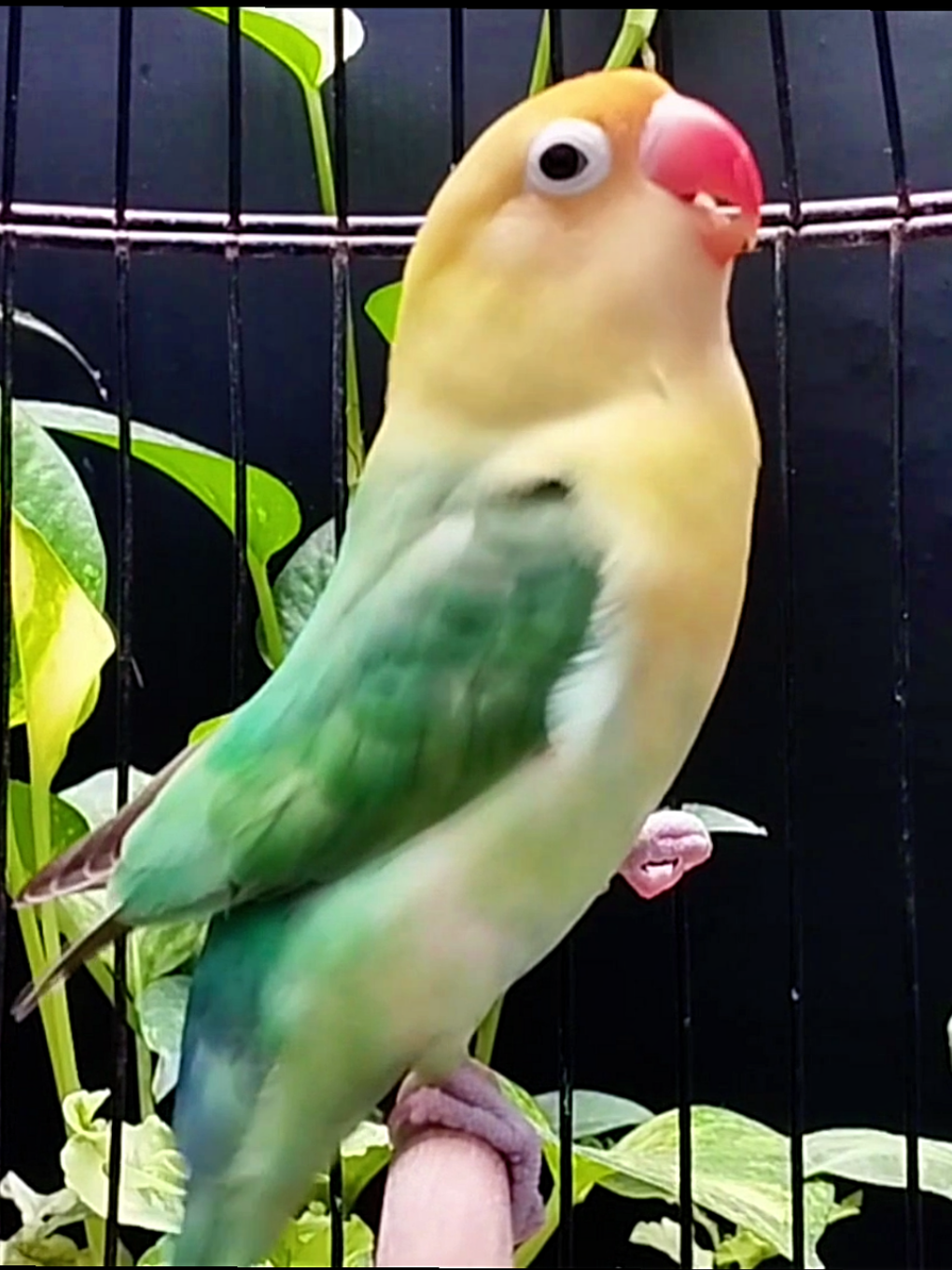 Lovebird Ngekek Panjang #burung #lovebird #lovebirdfighter #bird #fyp 