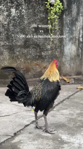 Ganon sana #fyp #gamefowlbreeders #batangsabungero #hennie #backyardbreedersoftiktok 