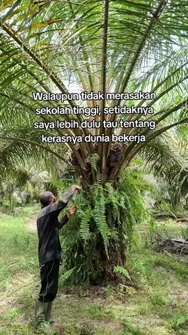 #fyp#sawittiktok🌴🌴🌴#sawitbalap#kulisawit#lansirsawit 