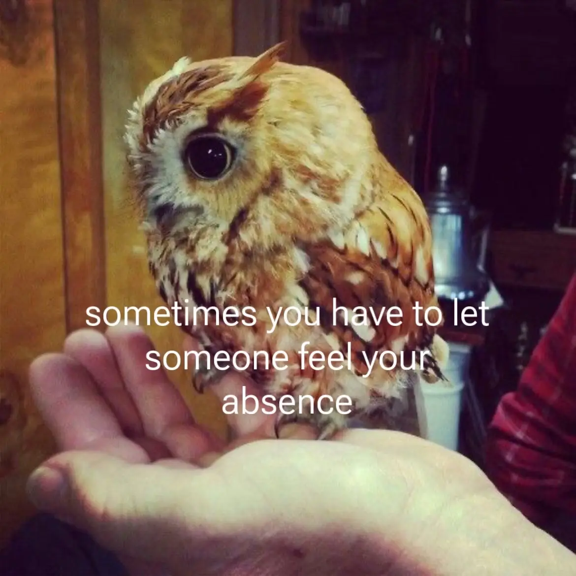 #poetry #writing #writes #thoughts #fawn 