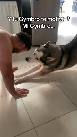 Soy multiusos 💪🏽🤣  #massimopeperoni #husky #siberianhusky #huskysiberiano #humorperros 