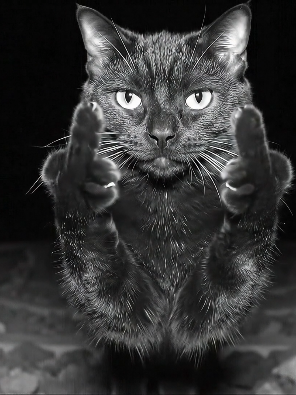 I love you- do you love me? #cat #animals #meme #viral #ai 