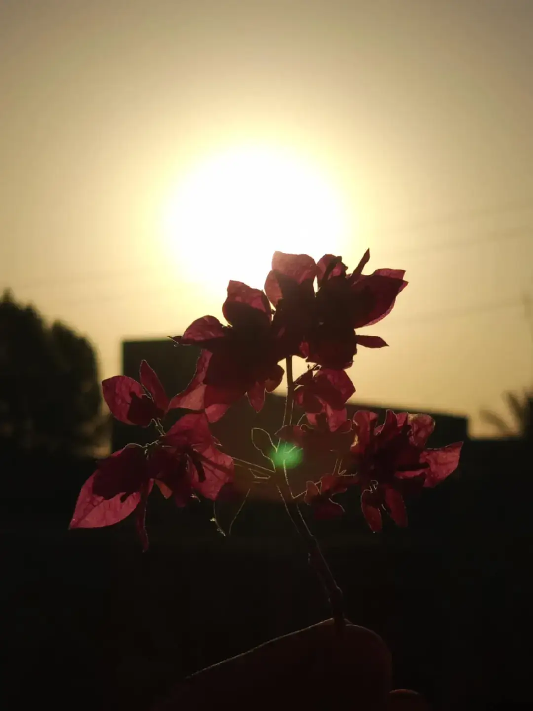 تصويري حلو ريكم كل صراحة 💜💜