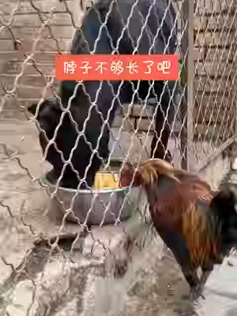 หมาไม่ให้ไก่กินข้าวของมันฮ่าๆๆ 😂🐶🐔#DailyVlog #FunVideos #FunnyMoments #ไก่ #dog #LifeWithAnimals