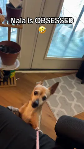 I literally have to separate her from this damn toy 🤣 #dogtoys #chihuahuastiktok #interactivetoy #pettoy 
