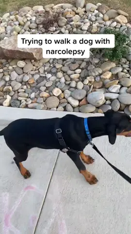 #dogsoftiktok #funny #fast #Running #dog