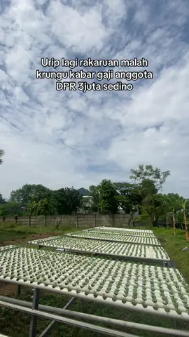 Dosss #pertanian #perkebunan #hidroponik #petani #jakbar 