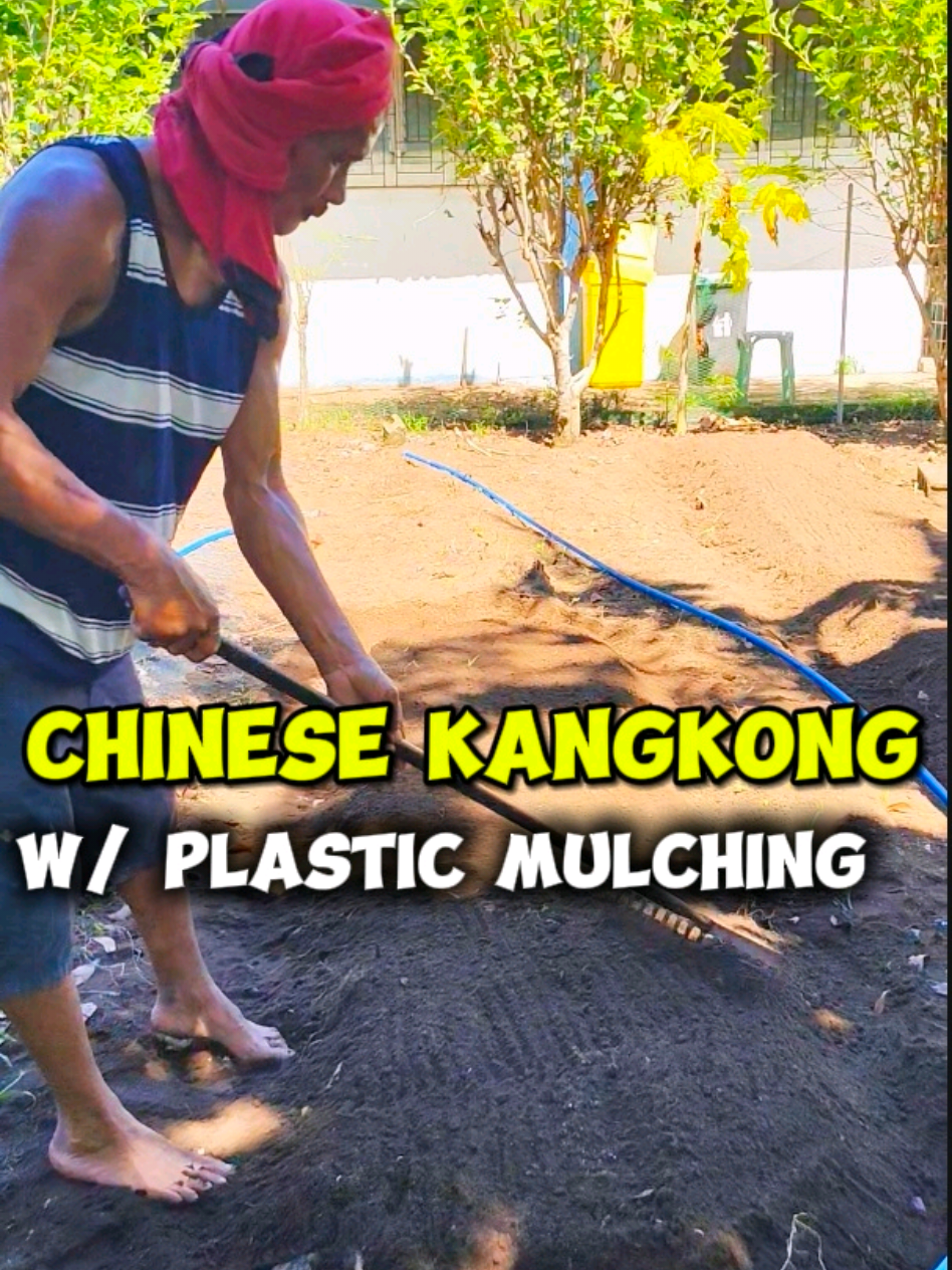 Chinese Kangkong planting with Plastic Mulching 🌾 #agritok  #plasticmulch  #farmlife  #farmtok  #gardeningtips 