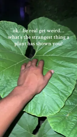i swear to GOD one time i was in the garden, came back inside, sit on the couch, my 3 year old son goes DADDY! SPIDER!!! and points to the top f my head. i sprint to the bathroom look in the mirror. there is a goddamn GIANT PREYING MANTIS ON THE MIDDLE PF MY HEAD DUKES UP FRONT FACING XHILLIN. HARD. how on gods name?! he just snuck onto my head from the tomato somehow and hung out on my head like i was the dude from ratatouille. wild. needless to say preying mantis (manti?) are now my spirit animals. #gardentok #PlantTok #storytime 