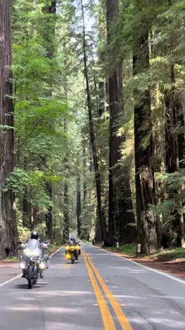 Av de los gigantes en el Red Woods National Park California #mototravel #traveler #bmwmotorrad #californiausa🇺🇸 #redwoods 