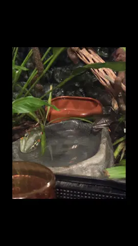 meet the frogs: these are two Red Eye Tree Frogs that I adopted. their previous names were Dill and Pickle but im not sold. gladly take any name suggestions! the female loves to sleep in a escape proof feeding bowl and you can always find the male asleep on his favorite leaf! they have a crazy appetite and I love watching their antics on the cameras! 🐸🐸 #frog #retf #redeyetreefrog #cute 
