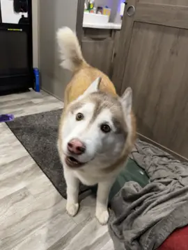 Part 3 of Damian’s little energy spurt 🤣🤣#huskiesoftiktok #husky #dogsoftiktok #dog #handsome 