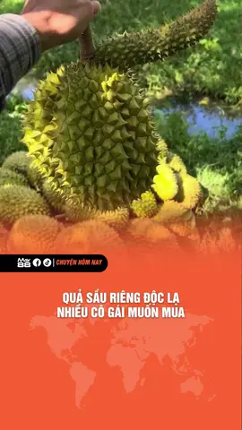 QUẢ SẦU RIÊNG ĐỘC LẠ NHIỀU CÔ GÁI MUỐN MUA #giaitri #giatritonghop #cuocsong #haihuoc