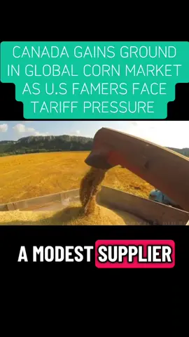 Canada gains ground in global corn market as tariffs affect US Farmers #usa_tiktok #canada #tariffs #socialnews #foryoupage 