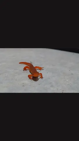 Ran into this newt storing the lego sets today... #funny #laugh #newt 