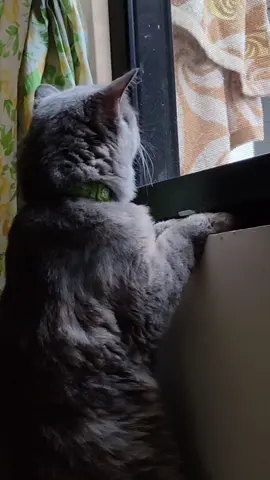 tokyo marites 🥰😅 #trendingsong #tiktokph #trending #foryou #cats 