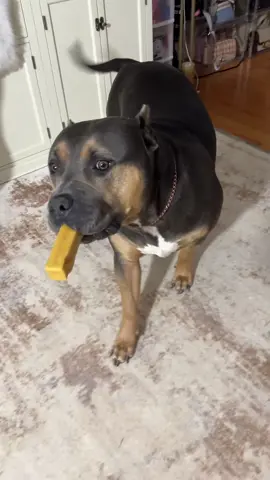 my happy girl🥰🐶#dogmomlife #dogmomsoftiktok #dogtreats #dogtreat #xlbully #bigdogsoftiktok #yakchew 