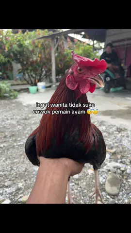 ingat#ayamfilipin🇵🇭 #fypage #ayam #impor 