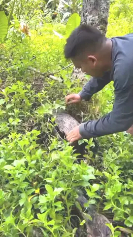 কাকড়া ধরার দারুন কৌশল #shorts #hunting 