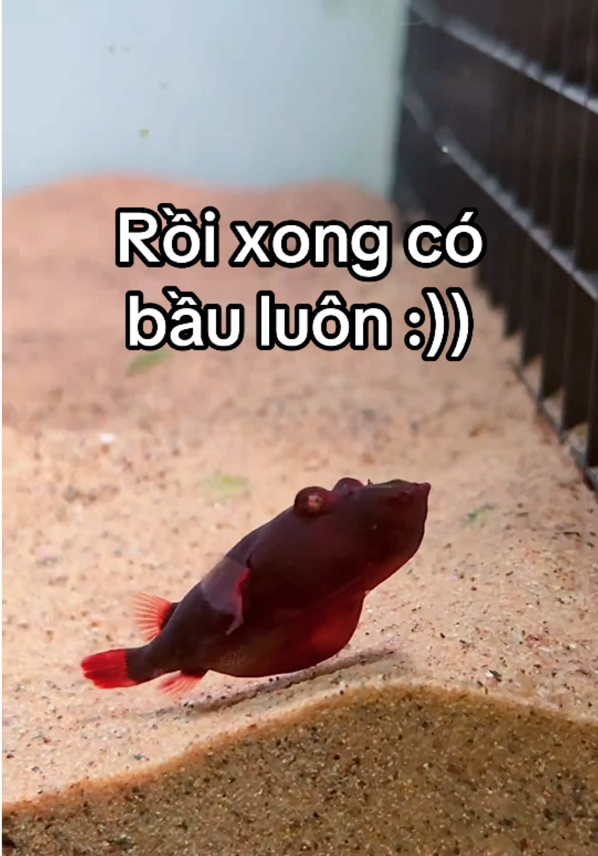 Rồi xong có bầu luôn :)) #tiktokvietnam #pufferfish #cá 