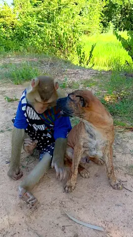 Monkey Family and Dogs Having Epic Outdoor Playtime - Most Wholesome Multi Species Squad Ever