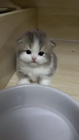 So cute #cutecat #pet #kucing #kitty 