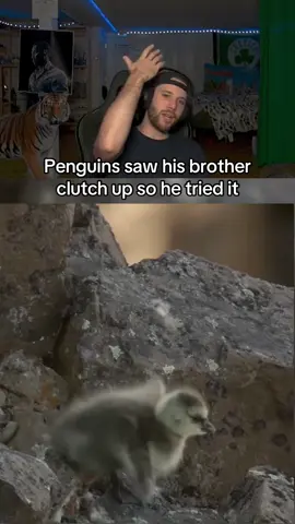 They’re really just free falling with no plan what so ever… #fyp #reaction #animals #fight #penguin (Twitch-only1hof)