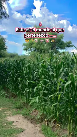 Este es mi mundo #elcamponopara👨‍🌾🌱🌱 #fypシ 