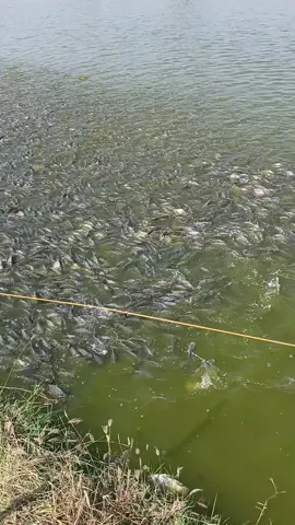cek perkembangan ikan #fypシ゚ #fyppageforyou  #nila #petambakmuda  #gresik 