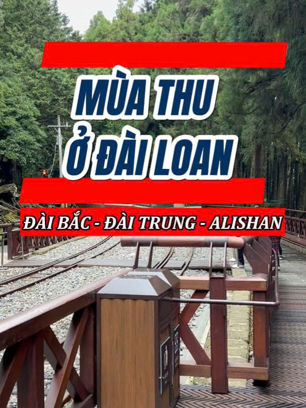 Mùa thu ở Đài Loan đủ làm say lòng mọi kẻ lữ hành #autumn #alishan #taiwan #taiwantravel #dailoan #dulichdailoan #dulich #travel #traveltiktok #fyp #toptentravel