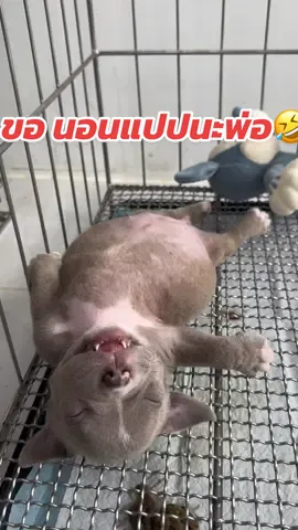 #น้องหมาน่ารัก #เอ็กโซติกบลูลี่ #อเมริกันบูลลี่ #ขึ้นฟีดเถอะ #CapCut 