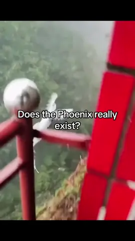 Does the Phoenix really exist? Pheasant vs Phoenix (Factology) #Factology #Phoenix #Pheasant #MythVsReality #DidYouKnow  