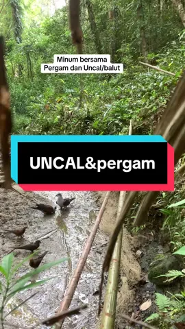 Bagian 9 ||• Uncal merah/balut Dan pergam Minum Air Asin di tanah, Ini pemandangan yang bagus ketika berburu mereka amai amai… #hobbi #berburu #berandatiktok #punai #uncal #pergam #menjaring #hutankalimantan #foryoupage #fyp #caratradisional 