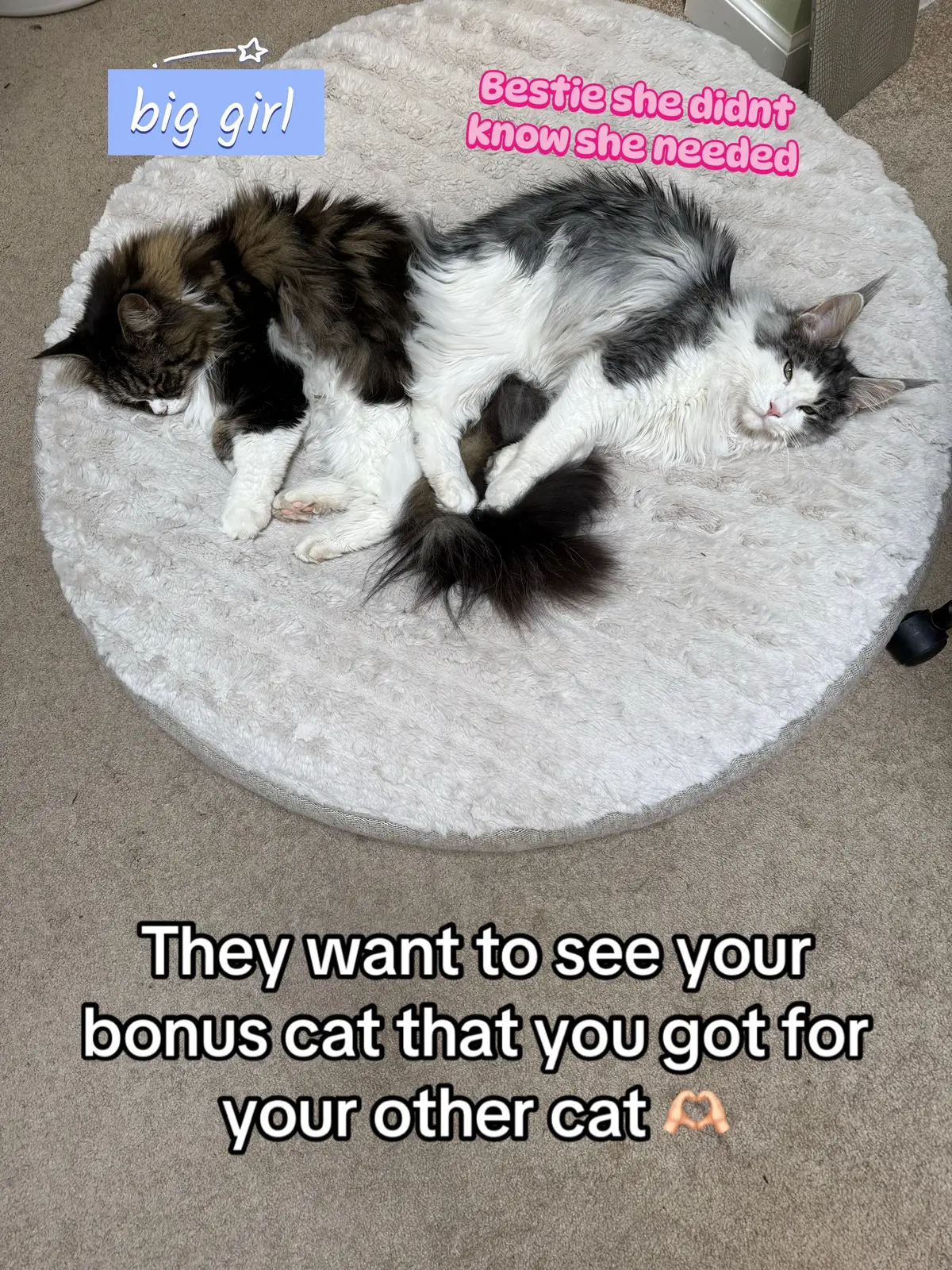 Your cat wants another cat…I promise. #showmeyourcat #catsoftiktok #catbesties 