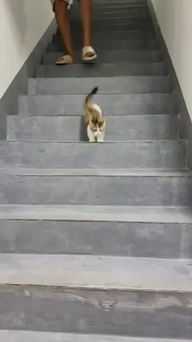#kitty #cat #cutecat #funnycat #catsoftiktok 